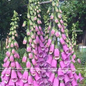 seminte Digitalis Purpurea Purple marca Agro Group BN