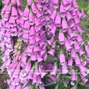 seminte Digitalis Purpurea Purple marca Agro Group BN