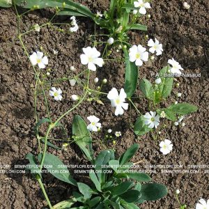 seminte Gypsophyla Elegans Covent Garden White marca Agro Group BN