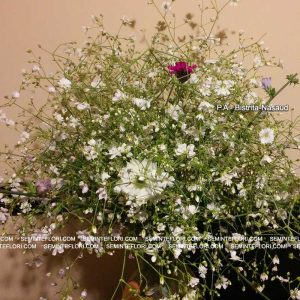 seminte Gypsophyla Elegans Covent Garden White marca Agro Group BN