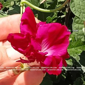 seminte Ipomoea Dubbel Pink marca Agro Group BN
