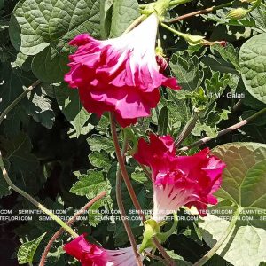 seminte Ipomoea Dubbel Pink marca Agro Group BN