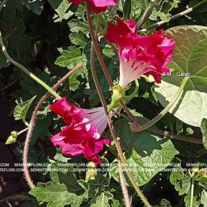 seminte Ipomoea Dubbel Pink marca Agro Group BN