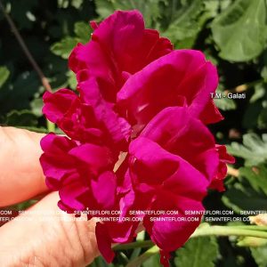 seminte Ipomoea Dubbel Pink marca Agro Group BN