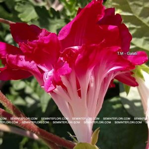 seminte Ipomoea Dubbel Pink marca Agro Group BN