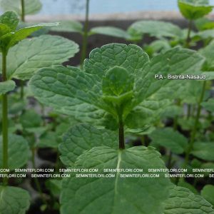 seminte Mentha Spicata Spearmint marca Agro Group BN