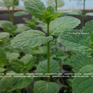 seminte Mentha Spicata Spearmint marca Agro Group BN