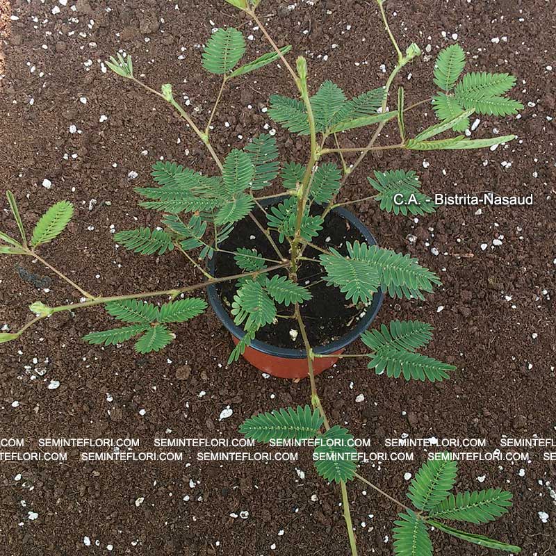 Seminte de Mimoza Mimosa Pudica Sensitive Plant