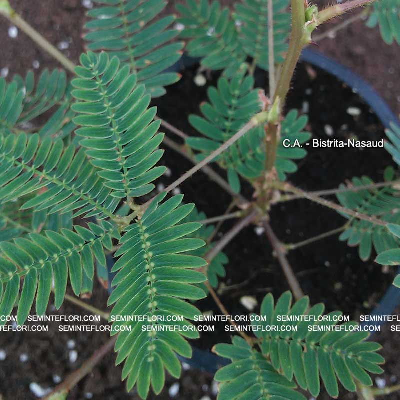 Seminte de Mimoza Mimosa Pudica Sensitive Plant