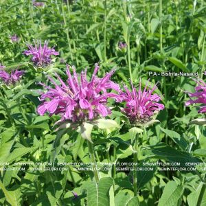 seminte Monarda Didyma Bergamot marca Agro Group BN