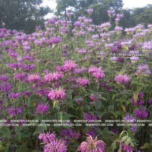 seminte Monarda Didyma Bergamot marca Agro Group BN