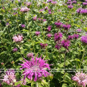 seminte Monarda Didyma Bergamot marca Agro Group BN