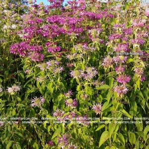 seminte Monarda Didyma Bergamot marca Agro Group BN