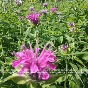 seminte Monarda Didyma Bergamot marca Agro Group BN