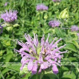 seminte Monarda Didyma Bergamot marca Agro Group BN