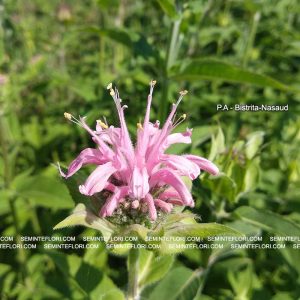seminte Monarda Didyma Bergamot marca Agro Group BN
