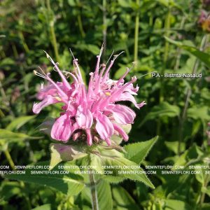 seminte Monarda Didyma Bergamot marca Agro Group BN