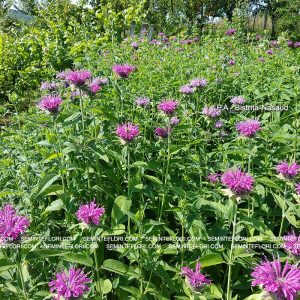 seminte Monarda Didyma Bergamot marca Agro Group BN