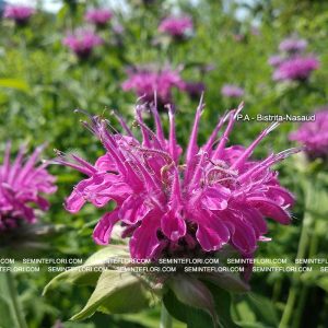 seminte Monarda Didyma Bergamot marca Agro Group BN