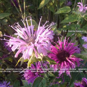 seminte Monarda Didyma Bergamot marca Agro Group BN