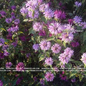 seminte Monarda Didyma Bergamot marca Agro Group BN