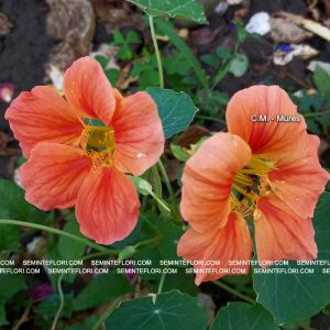 seminte Nasturtium Glorious Gleam marca Agro Group BN