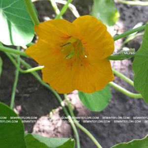 seminte Nasturtium Glorious Gleam marca Agro Group BN