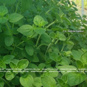seminte Oregano Origanum Vulgare marca Agro Group BN