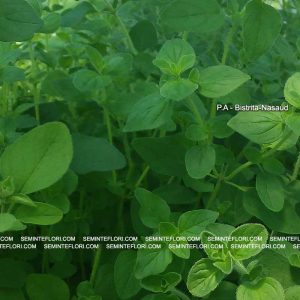 seminte Oregano Origanum Vulgare marca Agro Group BN