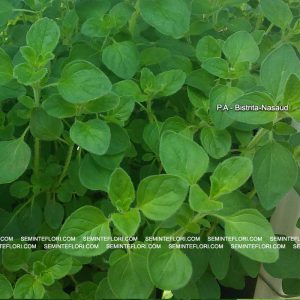 seminte Oregano Origanum Vulgare marca Agro Group BN