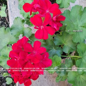 seminte Pelargonium Multibloom Red F1 marca Agro Group BN
