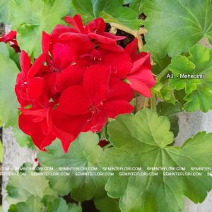 seminte Pelargonium Multibloom Red F1 marca Agro Group BN