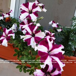 seminte Petunia Parade F1 Star marca Agro Group BN