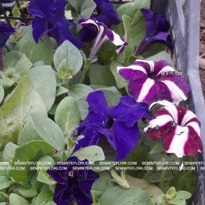 seminte Petunia Parade Star F1 marca Agro Group BN