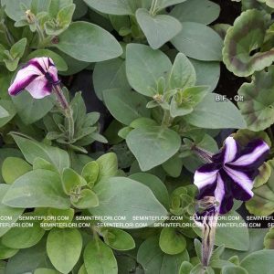 seminte Petunia Parade Star F1 marca Agro Group BN