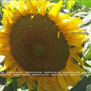 seminte Sunflower Giant Single marca Agro Group BN