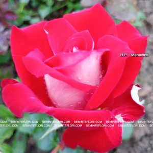 Trandafir Teahibrid Kronenbourg marca Agro Group BN