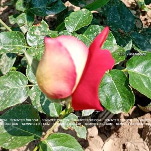 Trandafir Teahibrid Kronenbourg marca Agro Group BN