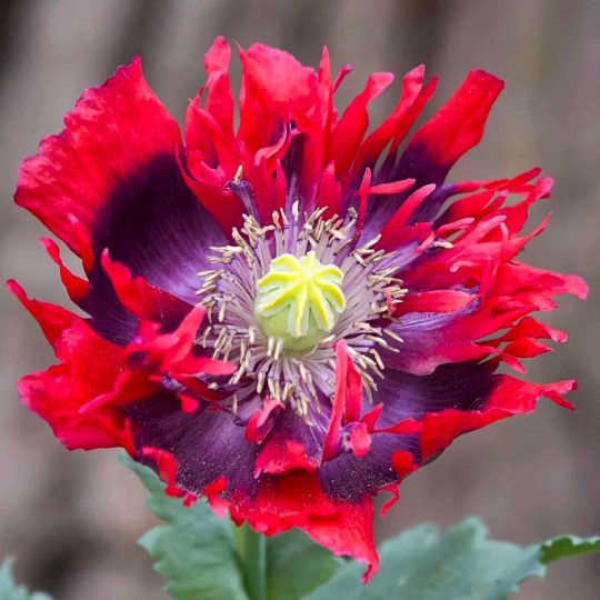 Seminte de flori Papaver Somniferum Drama Queen