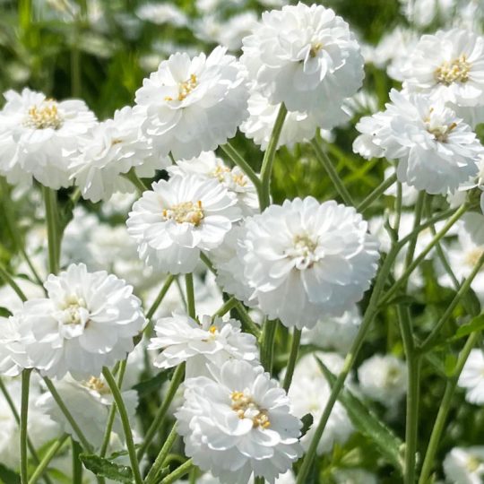 Seminte de flori Achillea Ptarmica Marshmallow