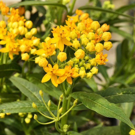 Seminte de flori Asclepias Curassavica Silky Gold