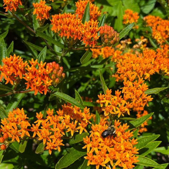 Seminte de flori Asclepias Tuberosa Orange