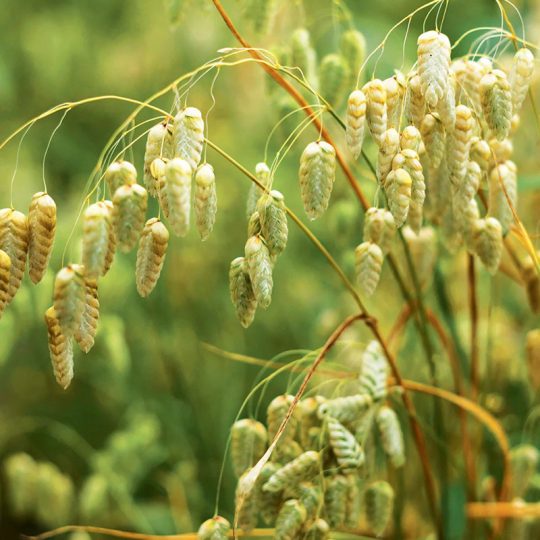 Seminte de flori Briza Maxima Quaking Grass