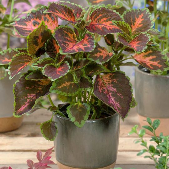 Seminte de flori Coleus Wizard Coral Sunrise