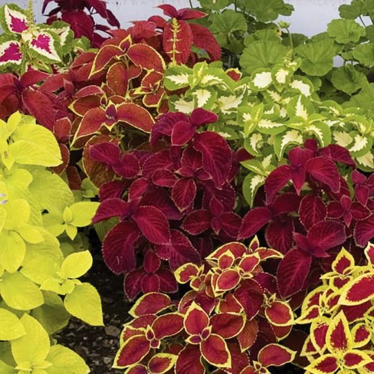 Seminte de flori Coleus Wizard Select Mix