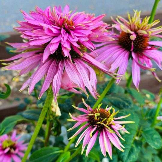 Seminte de flori Echinacea Purpurea Paradiso Super-Duper