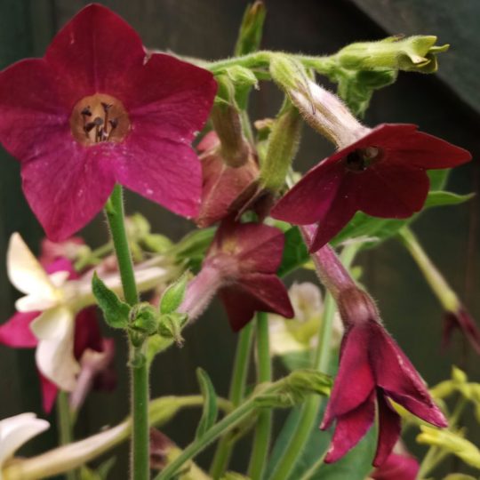 Seminte de flori Nicotiana Alata Baby Bella Antique Red