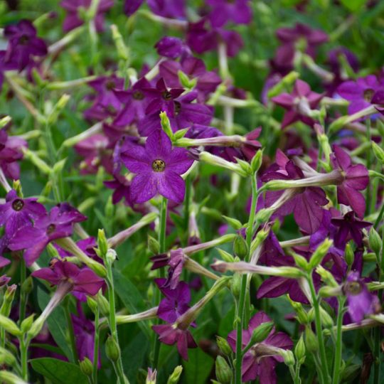 Seminte de flori Nicotiana Alata Perfume F1 Deep Purple