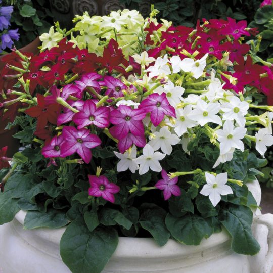 Seminte de flori Nicotiana Affinis Saratoga F1 Mix