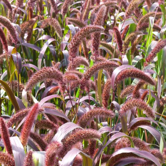 Seminte de flori Setaria Italica Red Jewel